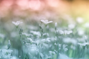 Small white flowers cerastium beautiful and delicate background. Selective soft focus