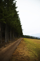 forest perspective landscape