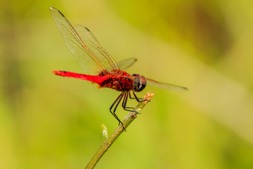 Red dragonfly  Catch the branches in nature background.