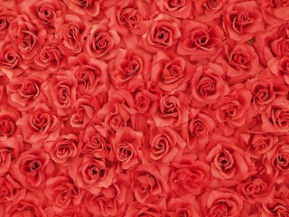 Romantic red rose background