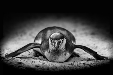 Black and White Penguin with copy space