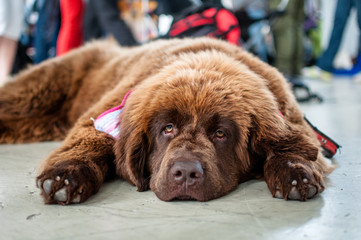 Obraz premium A big brown dog is lying on the ground