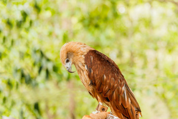 Close up portrait of a red tailed hawk .
