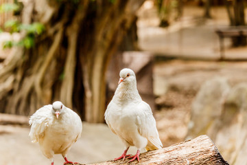  Beautiful white  pigeon close up in nature background.
