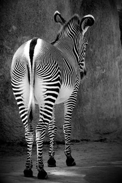 Z&egrave;bre de dos au zoo