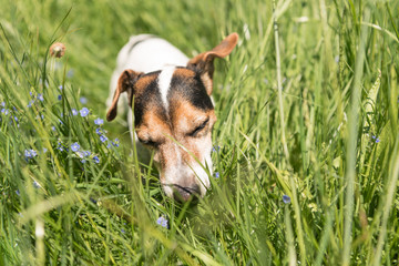 kleiner Hund sitzt verträumt und genussvoll im Gras in der Wiese - Jack Russell Terrier 10 Jahre...