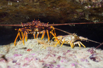 lobsters in rock crack victoria harbour australia