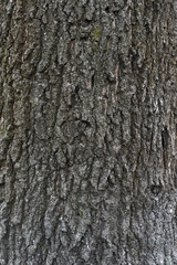Oak bark texture. Tree bark background. Texture of tree bark.