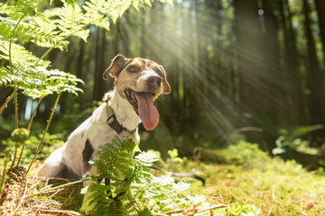 kleiner Hund sitzt aufmerksam im Wald - Jack Russell Terrier 10 Jahre alt
