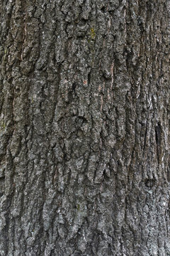 Oak bark texture. Tree bark background. Texture of tree bark.