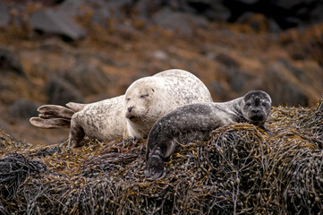 Seals on the sea coast on the Isle of Skye in Scotland.