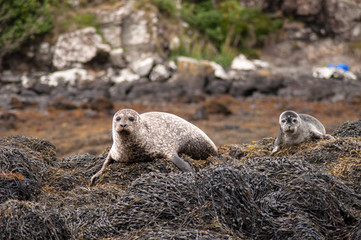 Seals on the sea coast on the Isle of Skye in Scotland.