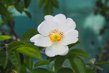 Flor blanca