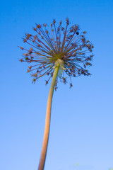 Fototapeta premium Dry flower against the blue sky