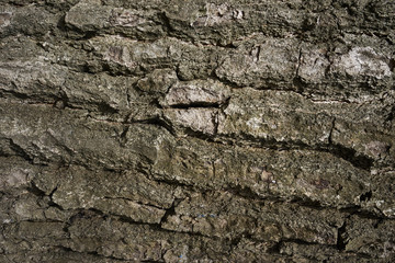 Oak bark texture. Tree bark background. Texture of tree bark.