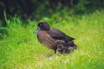 Mallard Duck with her Duckling