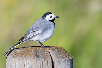 Bachstelze (Motacilla alba) schaut nach rechts