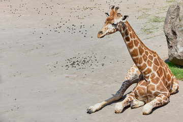 Baby Giraffe Sitting On The Ground
