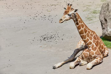 Papier Peint photo Lavable Girafe Baby Giraffe Sitting On The Ground