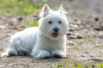 West Highland White Terrier liegt auf einem Waldweg
