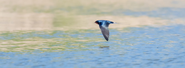 Rauchschwalbe (Hirundo rustica) im Flug &uuml;ber den Teich