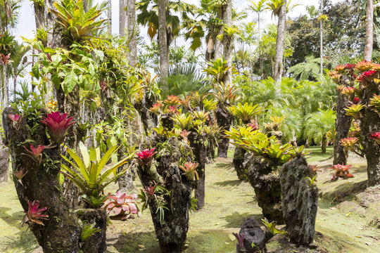 Bromeliaceae poales trachedsionta zingiberidae
