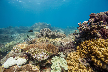 Fototapeta na wymiar coral reef queensland