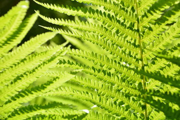 Zwei Farnwedel bilden ein geometrisches Muster