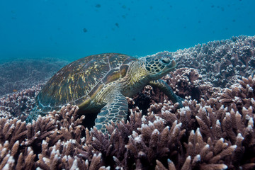 turtle on coral reef in blue water