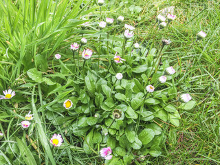 Wild daisy plant © Arousa