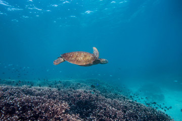 Fototapeta na wymiar turtle on coral reef in blue water
