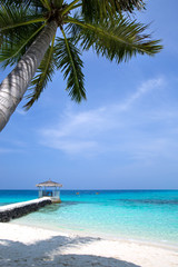 Maldives tropical beach with coconut palms and sea view