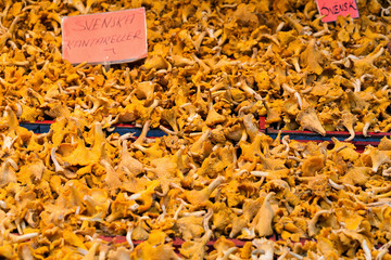 Fresh Chanterelle Mushrooms