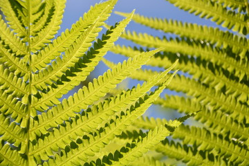 Grünes Blatt von der Sonne angestrahlt vor blauem Himmel