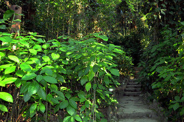 Fototapeta premium Brazil, City of Rio, View of the Botanical Garden