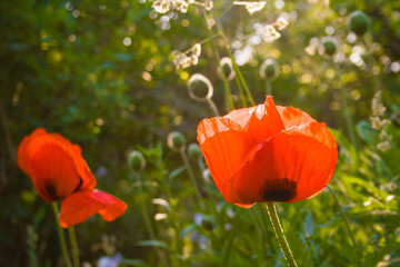 Plakat Flowers of a red poppy with buds