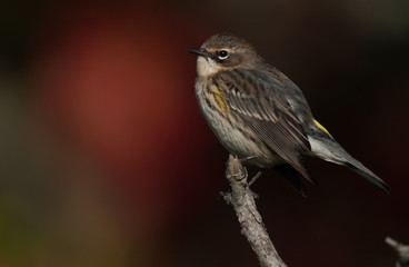 Yellow-Rumped Warbler in Fall Foliage