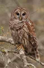 Barred Owl