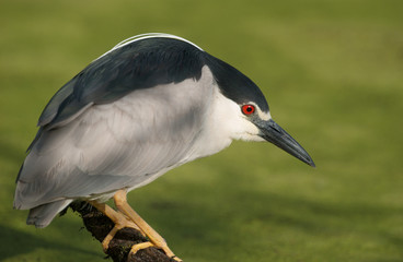 Black Crowned Night Heron