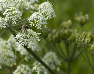 Cow parsley (Anthriscus sylvestris) flower and seed heads with bee pollinating flowers