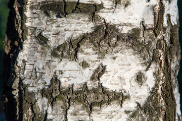 birch bark texture natural background close-up