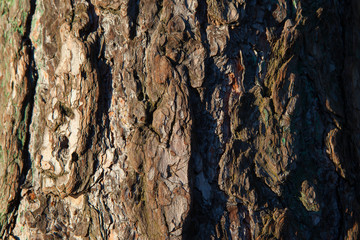 bark of tree texture