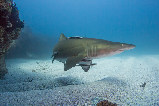 Grey Nurse Shark