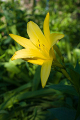 Fototapeta na wymiar Blossoming yellow lily
