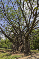 Giant tree in brazil