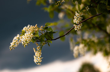 cherry sky spring blossoms