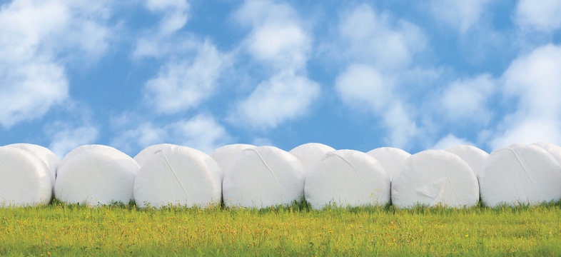 Wrapped stacked silage bales row isolated round white plastic film hay rolls haylage stack rows panorama horizontal closeup summer meadow grass sunny sky cloudscape clouds baling panoramic rural