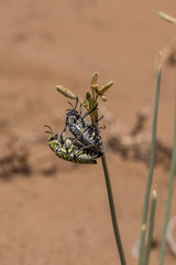 iran desert view cicadas