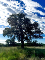 Obraz premium Texas Hill Country Tree