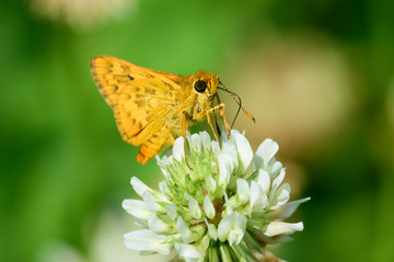 キマダラセセリ